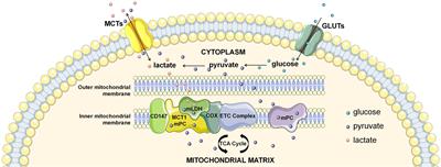 Lactate and Myocardiac Energy Metabolism